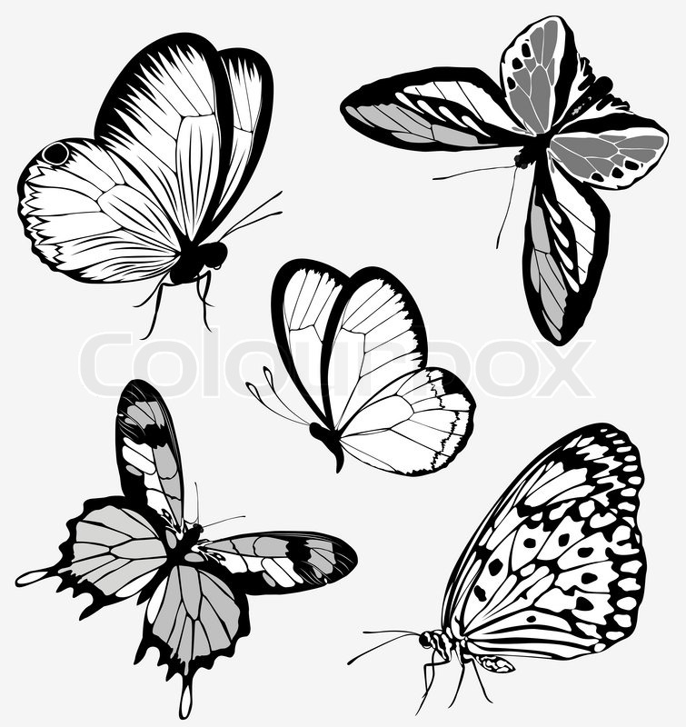 755x800 Set Black White Butterflies Of A Tattoo Stock Vector Colourbox