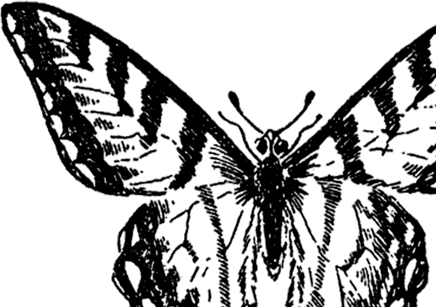 1455x1025 Vintage Butterfly Image