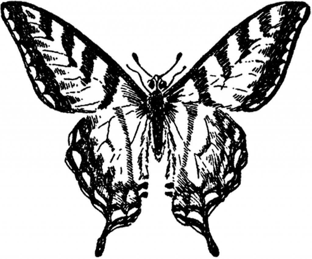 Vintage Butterfly Drawing at GetDrawings | Free download