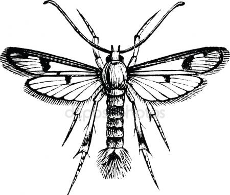 450x382 Vintage Drawing Butterfly Stock Photo