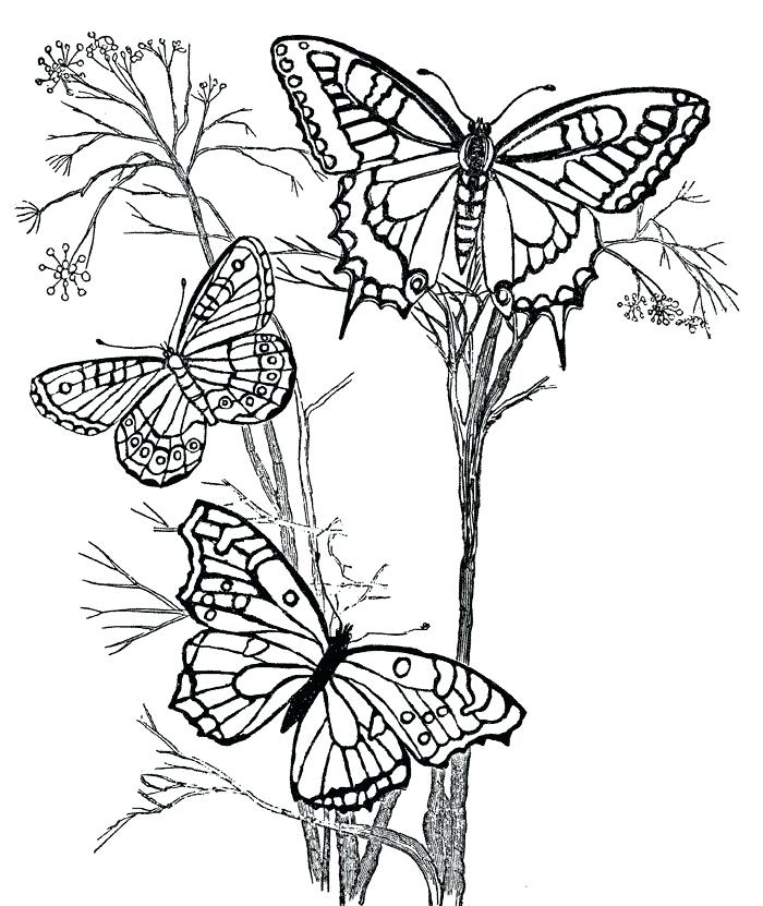 700x831 Butterfly Coloring Pages For Adults