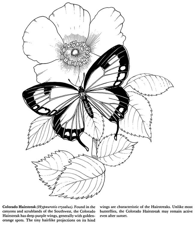 650x750 30 Best Skulls Images On Butterflies, Coloring Books