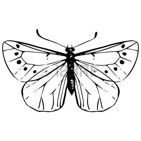 450x450 Butterflies Set, Hand Drawn Vintage Design Elements,, Line Drawing