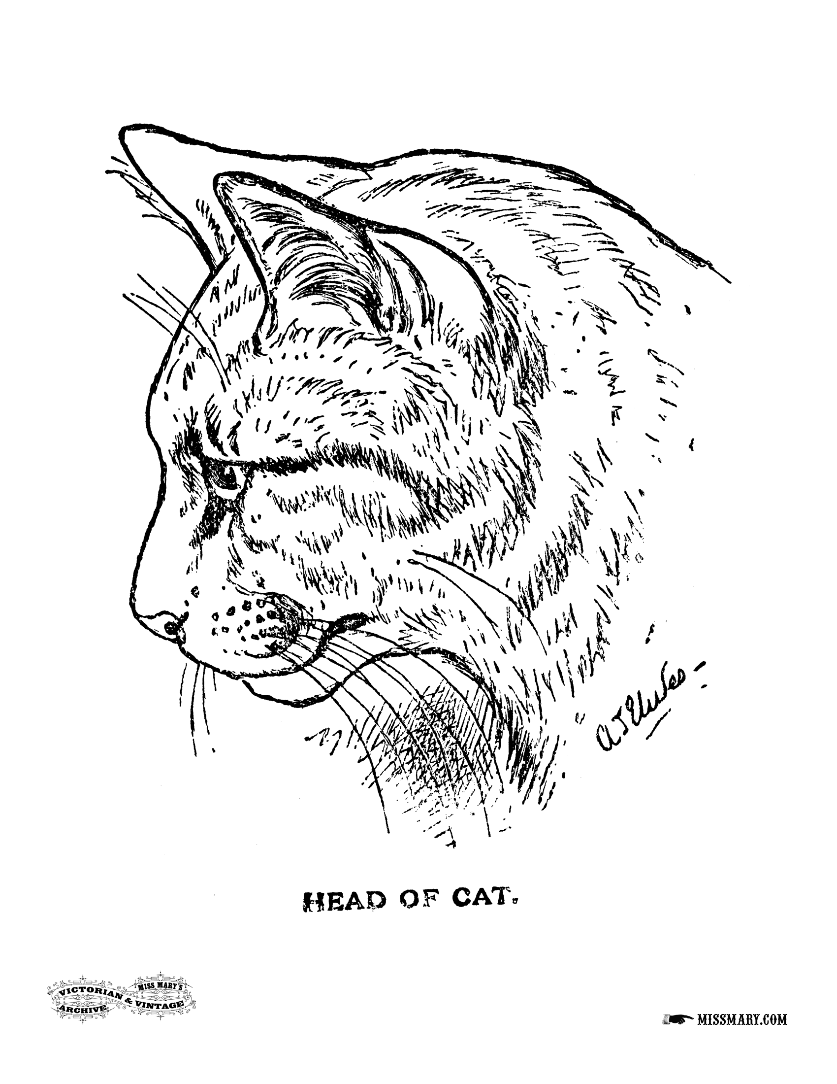 1700x2200 Free Printable Coloring Page Of A Cat From An Antique Coloring