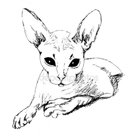 450x450 Sketch Cat Sphinx. Drawing By Hand Vintage. Stock Vector