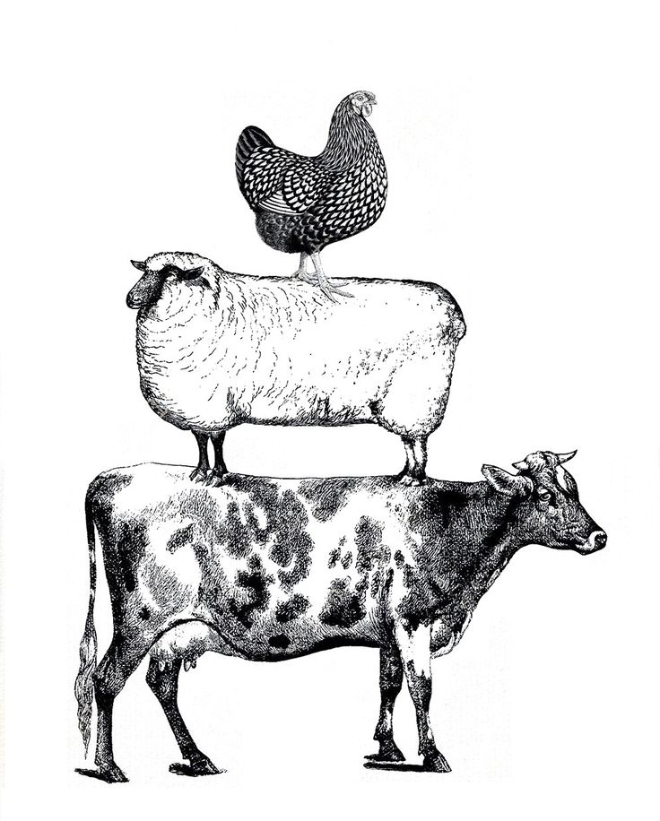Vintage Cow Drawing