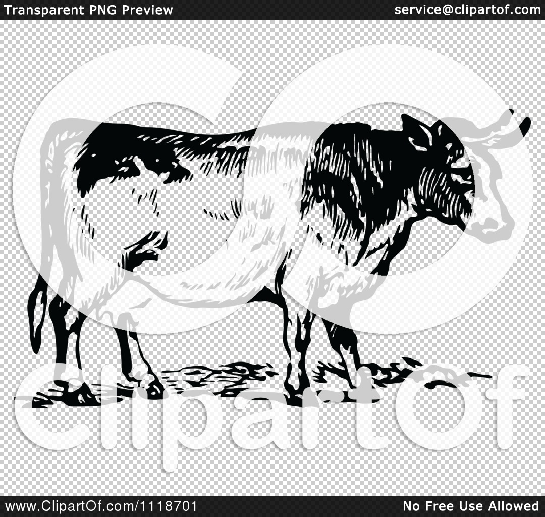 1080x1024 Clipart Of A Retro Vintage Black And White Cow 2