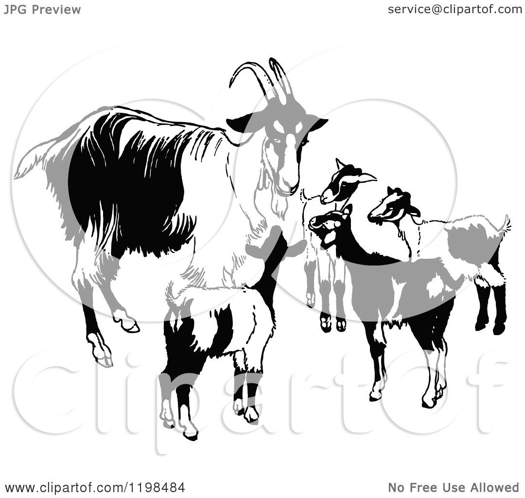 1080x1024 Clipart Of A Black And White Vintage Goat Family