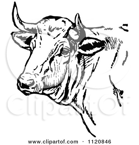 450x470 Clipart Of A Vintage Black And White Cow