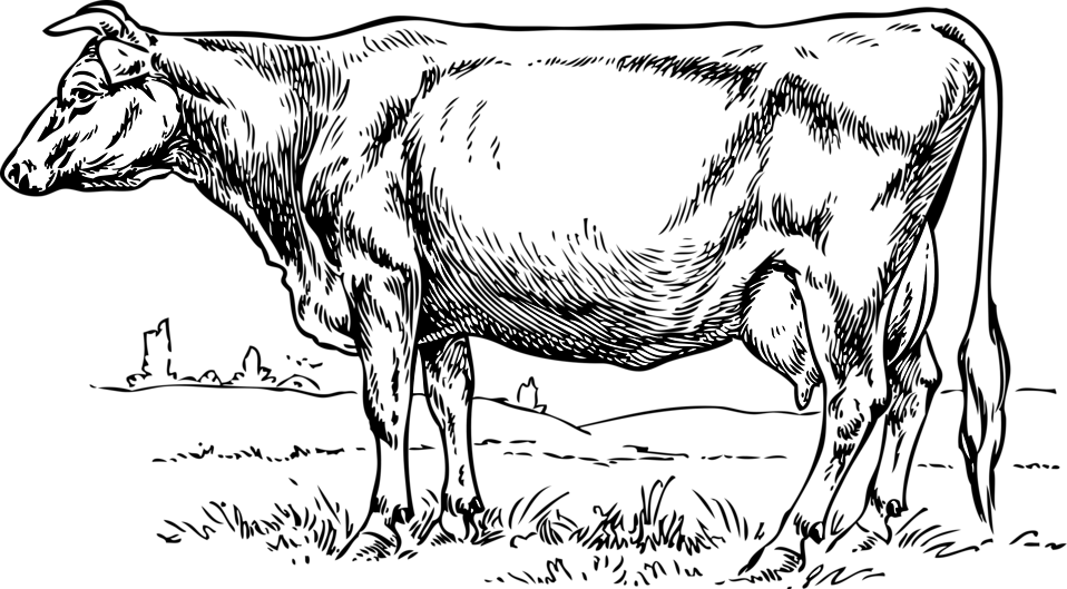 958x529 Cow Free Stock Photo Illustration Of A Cow