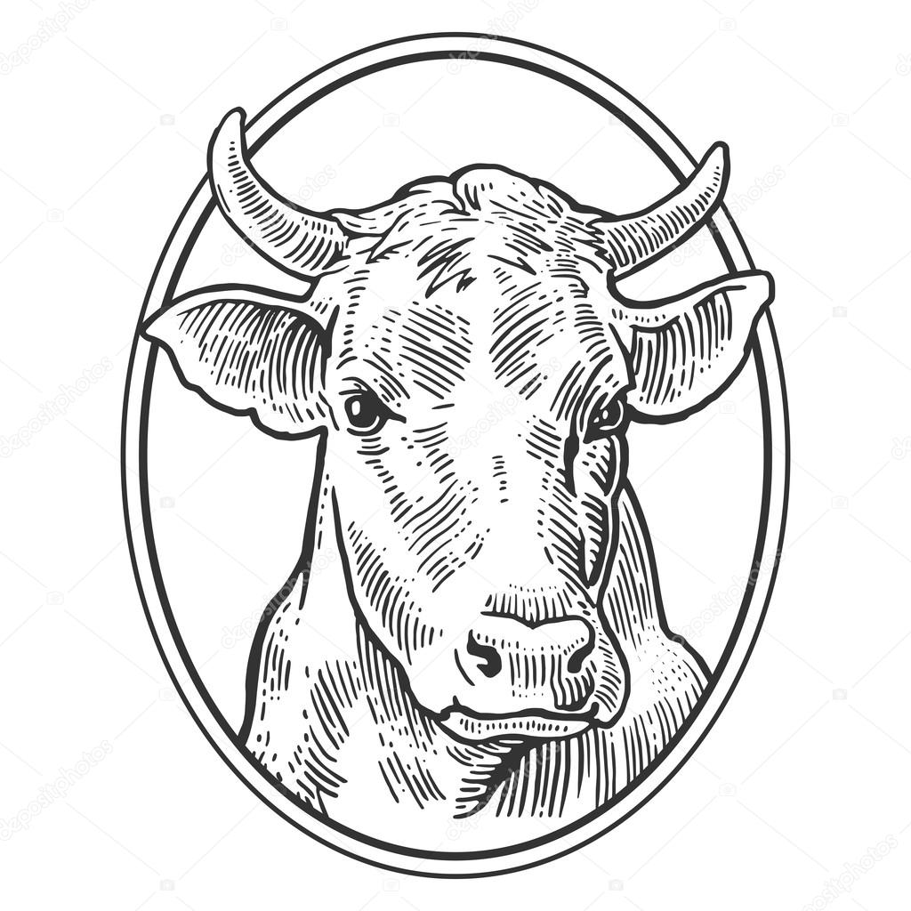 1024x1024 Cows Head. Hand Drawn In A Graphic Style. Vintage Vector Engraving