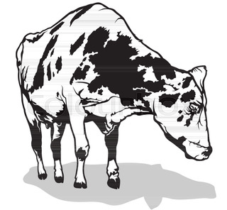 Vintage Cow Drawing at GetDrawings | Free download