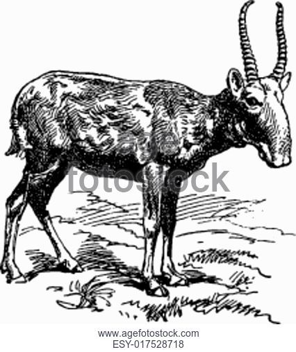 426x507 The Goat, Vintage Engraving, Stock Photo, Picture And Low Budget