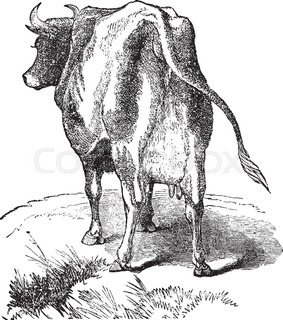 283x320 This Illustration Represents Female Cow With Horns, Vintage Line