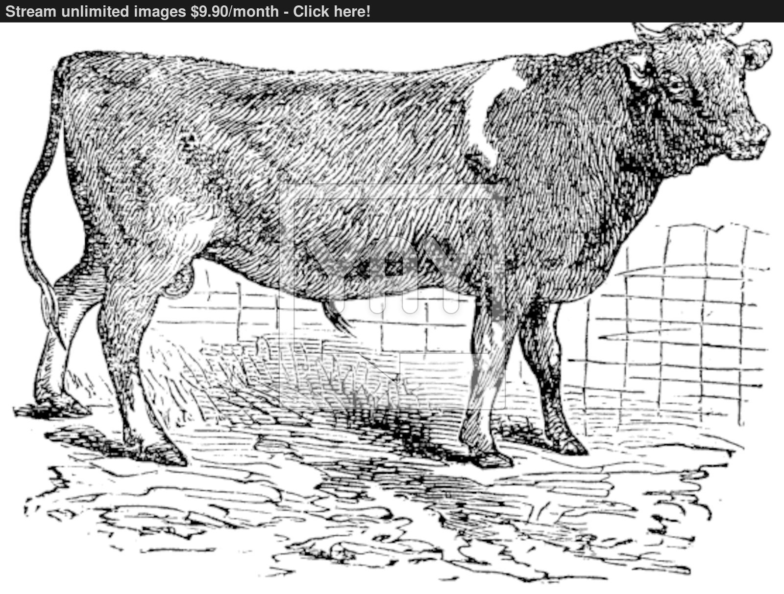 1600x1214 Alderney, Cattle, Vintage Engraving. Vector