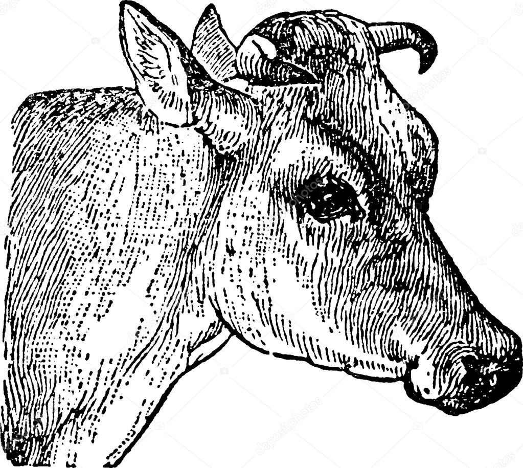 1023x915 Vintage Drawing Cow Head Stock Photo