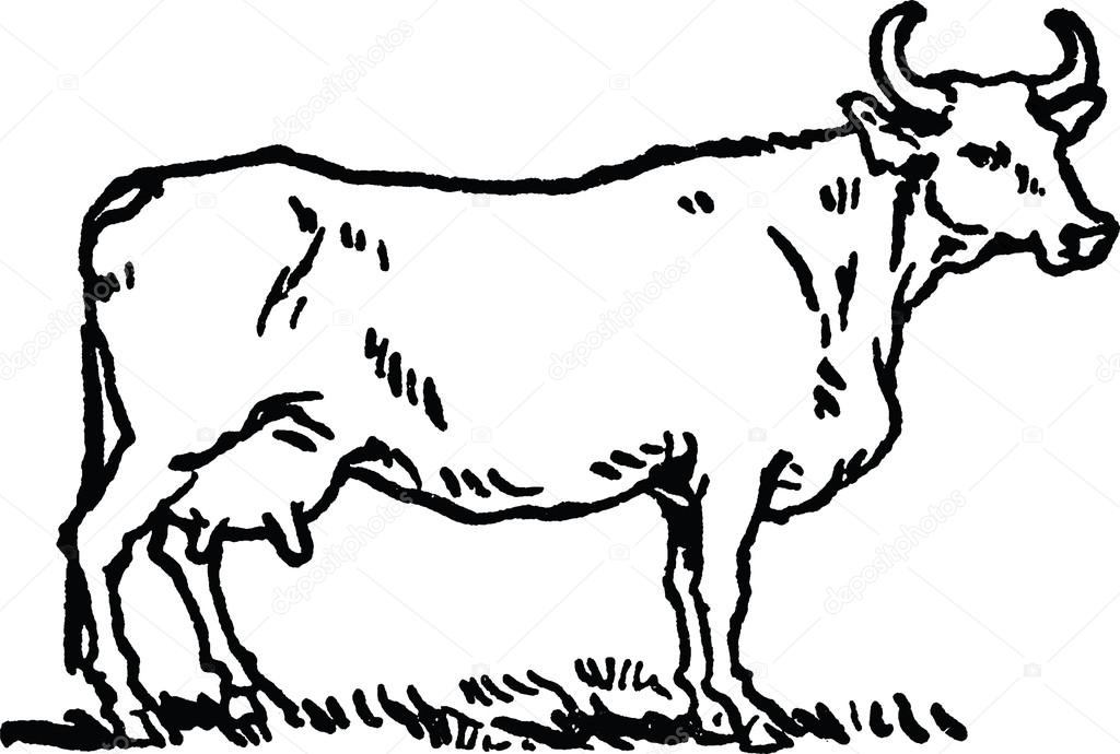 1024x690 Vintage Drawing Cow Stock Photo