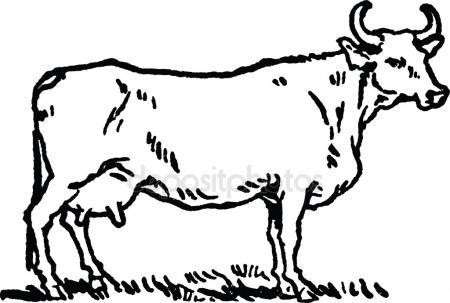 450x303 Vintage Drawing Cow Stock Photo