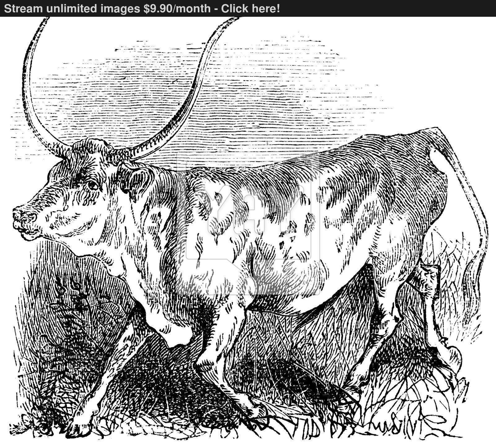 1600x1442 Brazilian, Cow, Vintage Engraving. Vector