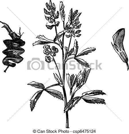 450x468 Cultivated Alfalfa Or Medicago Sativa Vintage Engraving . Eps