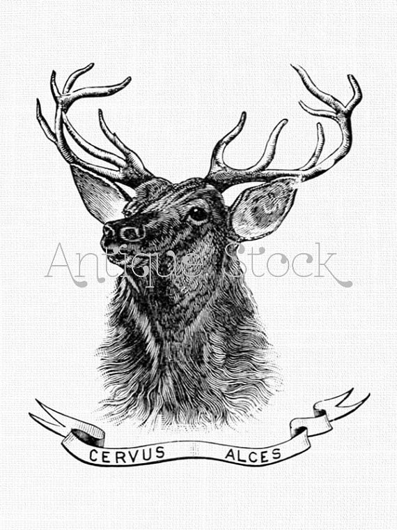 570x760 Deer Clipart