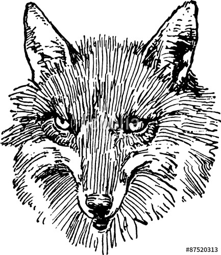 433x500 Fox Head Vintage Drawing Stock Photo And Royalty Free Images