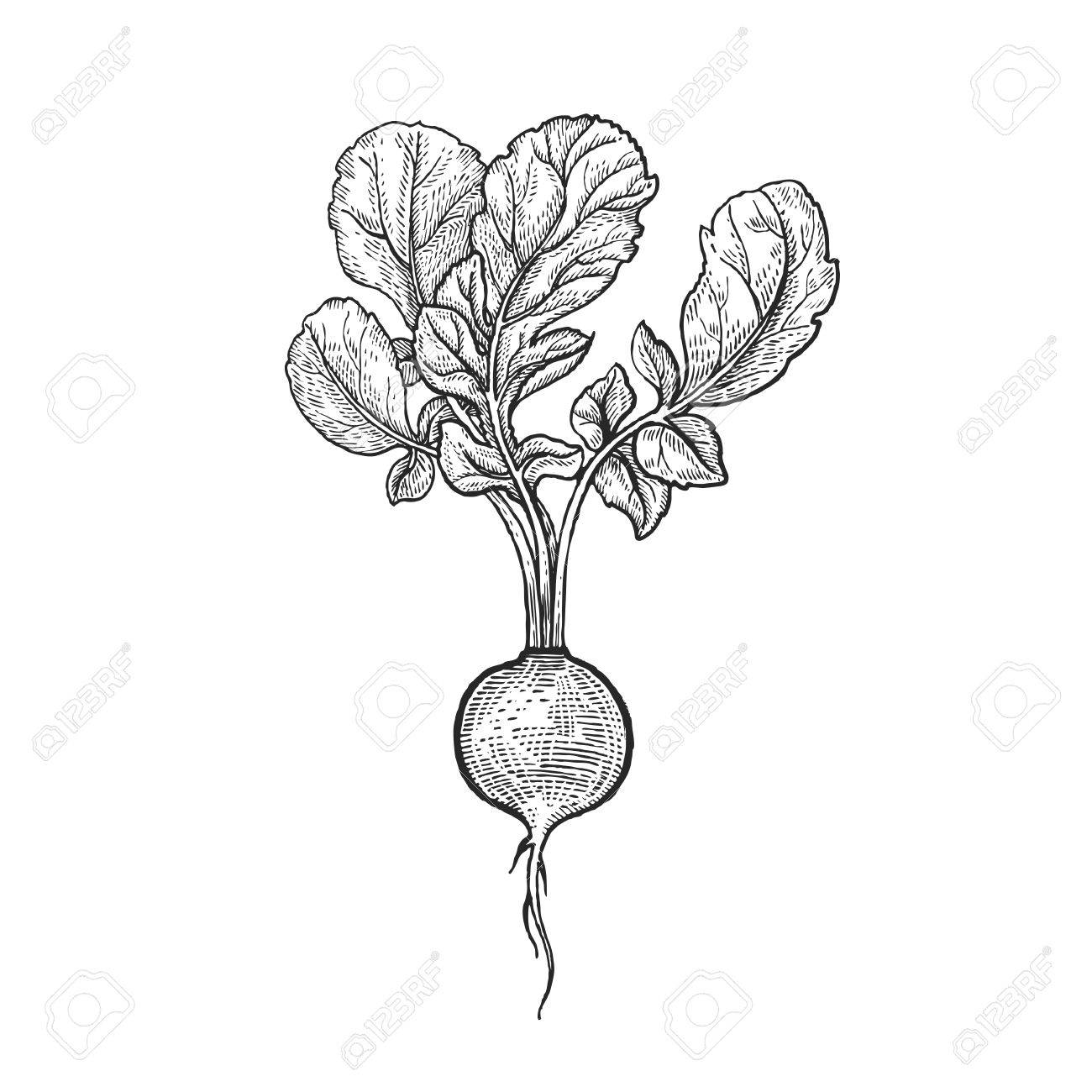 1300x1300 Vegetables. Radish. Vector Illustration. Hand Drawing Style