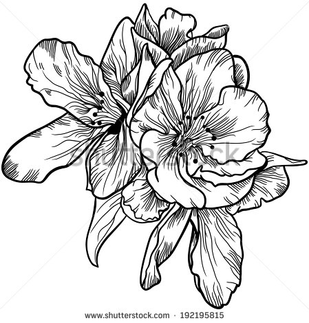 449x470 Vintage Flower Drawing Black And White