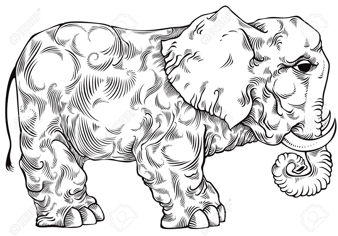 1300x910 Elephant Black And White Drawing. Royalty Free Cliparts, Vectors