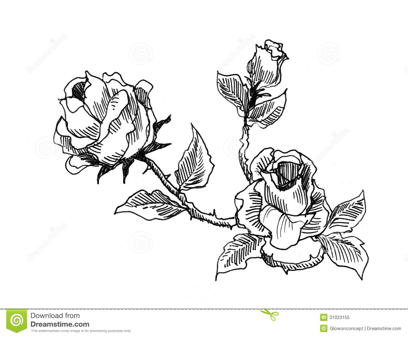1300x1072 Rose With Thorns Outline Roses Vintage Style Drawing Royalty Free