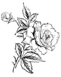 236x296 Two More From An 1853 Horticultural Catalog. Flower Sketch