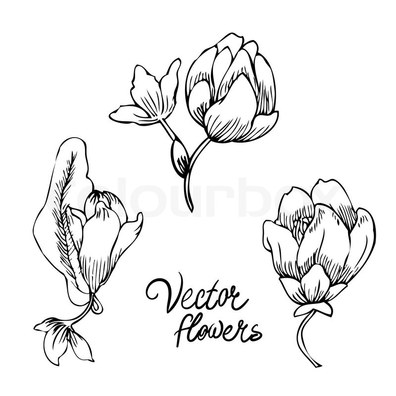 800x800 Vintage Hand Drawing Background With Flowers. Vector Illustration