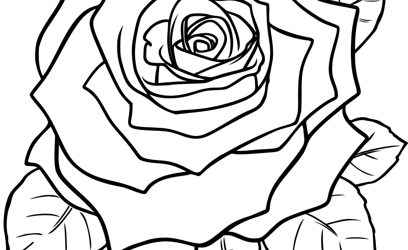 800x491 Drawn Rose Flower Base Gardening Flower And Vegetables