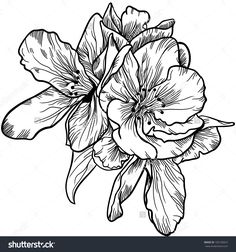 236x252 Draw A Rose With Fiber Tip Pen Flower Sketches, Sketches And Draw