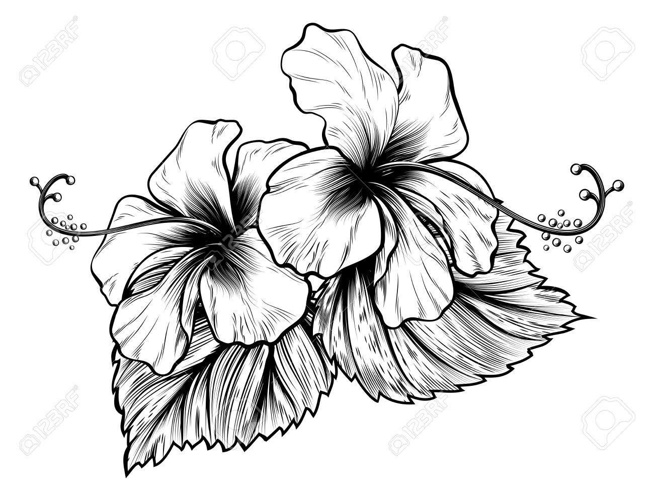 1300x996 Hibiscus Flowers In A Vintage Woodcut Engraved Etching Style