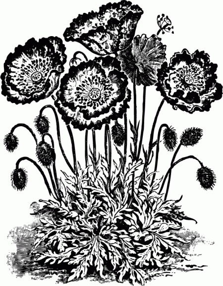 450x578 Vintage Poppy Flower Black And White Clip Art