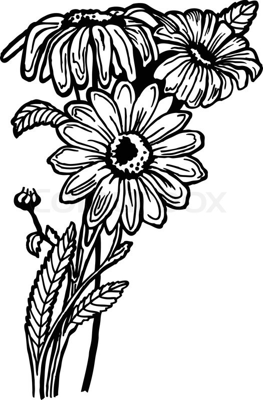 525x800 A Buch Of A Daisy With Flowers And Leaves. Drawing. Vintage