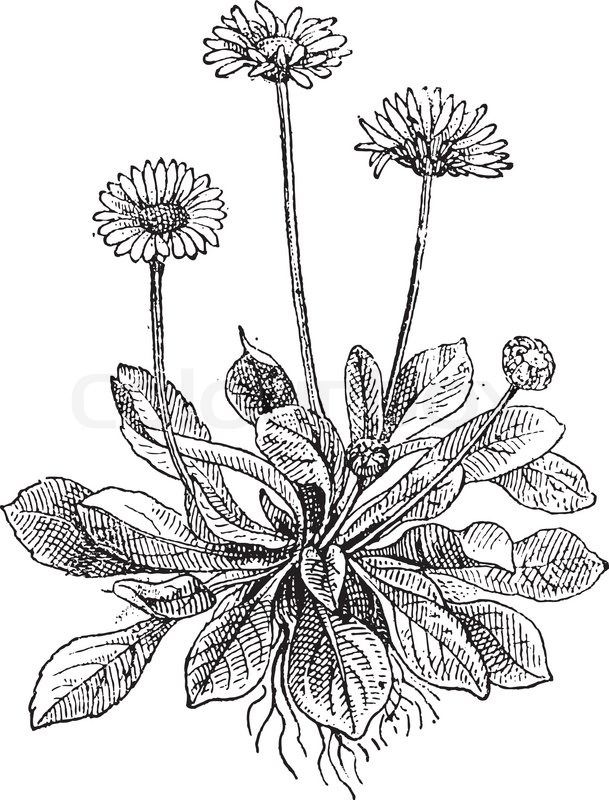 609x800 Common Daisy Or Bellis Perennis, Showing Flowers, Vintage Engraved