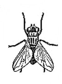 200x270 Copyright Free Bug Images.