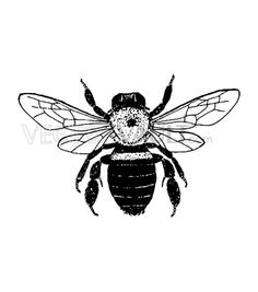 236x267 Drawn Bee Graphic