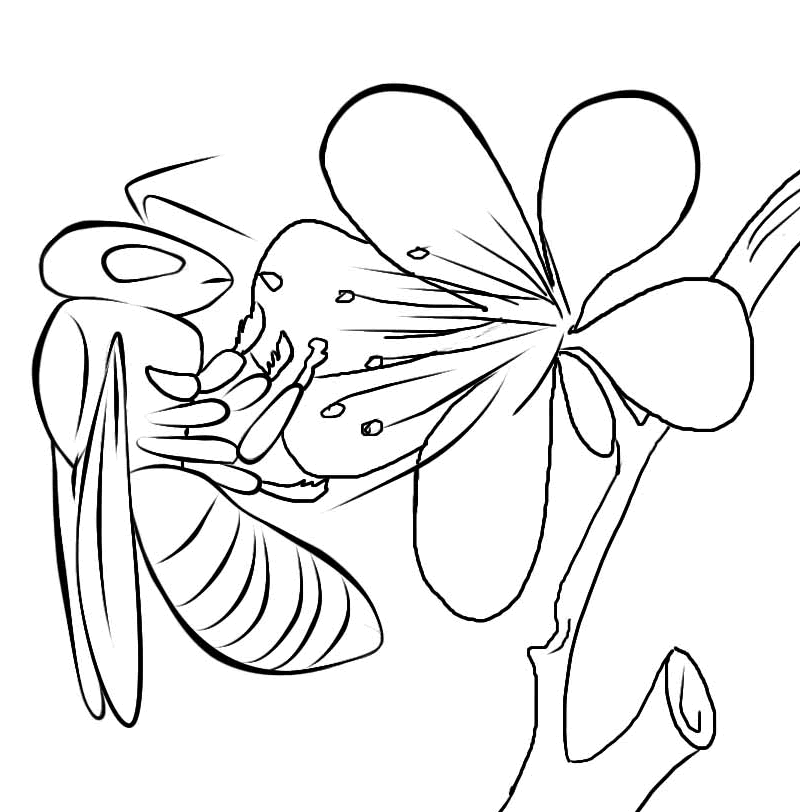 800x812 Honey Bee Coloring Pages Realistic