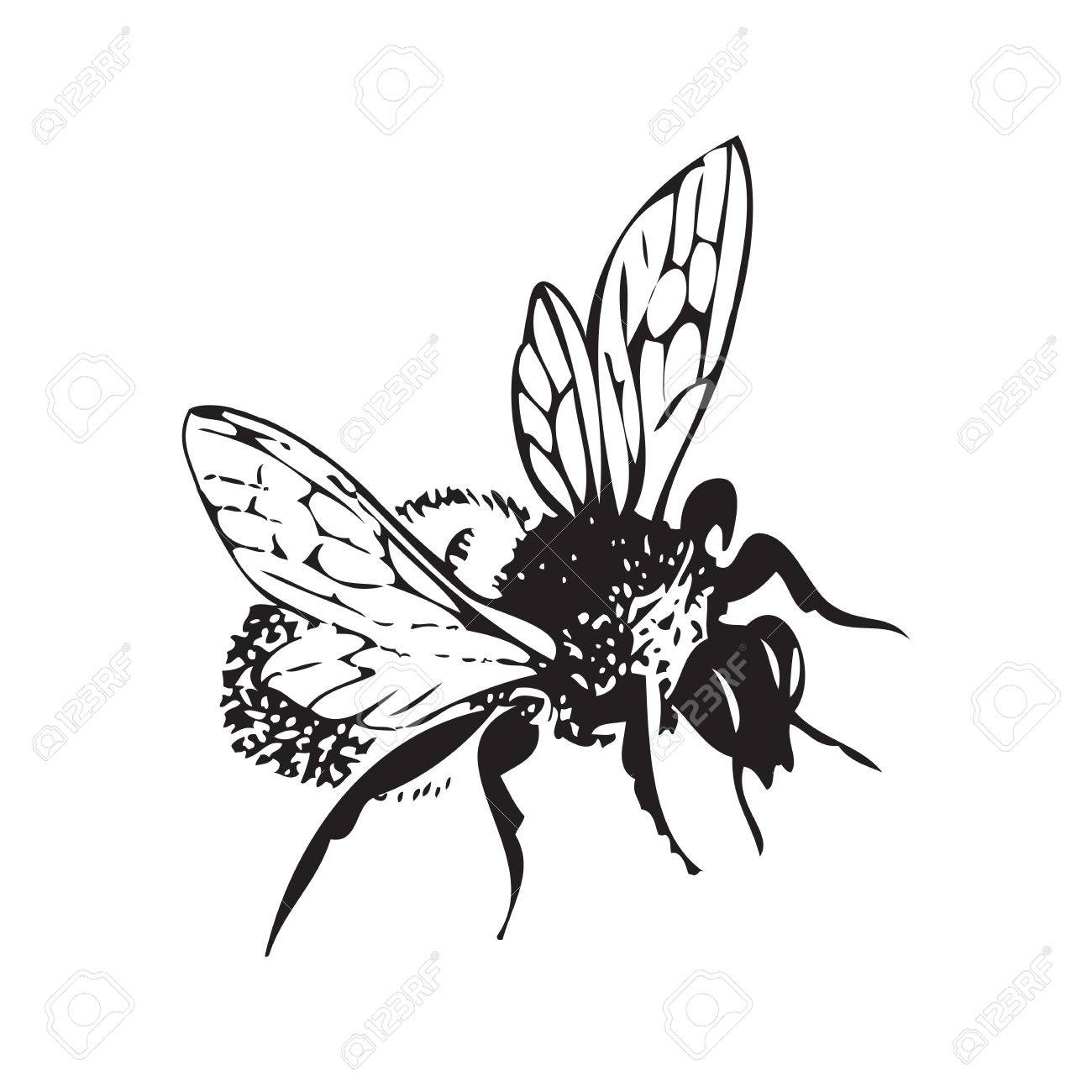 1300x1300 Vector Engraving Antique Illustration Of Honey Flying Bee