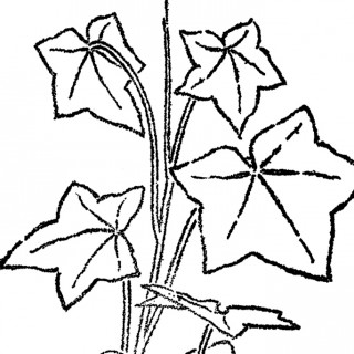 320x320 Line Drawings Archives