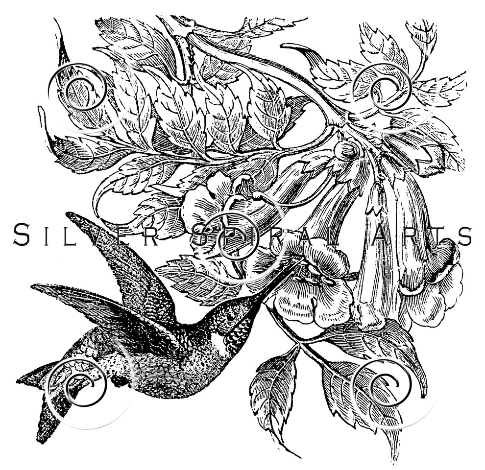 990x960 Royalty Free Stock Vintage Illustrations Photo Keywords Hummingbirds