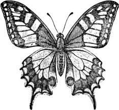 Vintage Moth Drawing