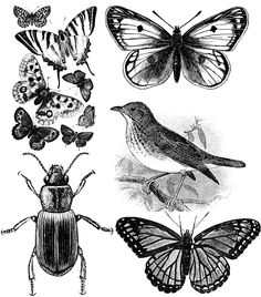 236x268 Black Amp Cream Painting Models Amp Ideas Black Cream