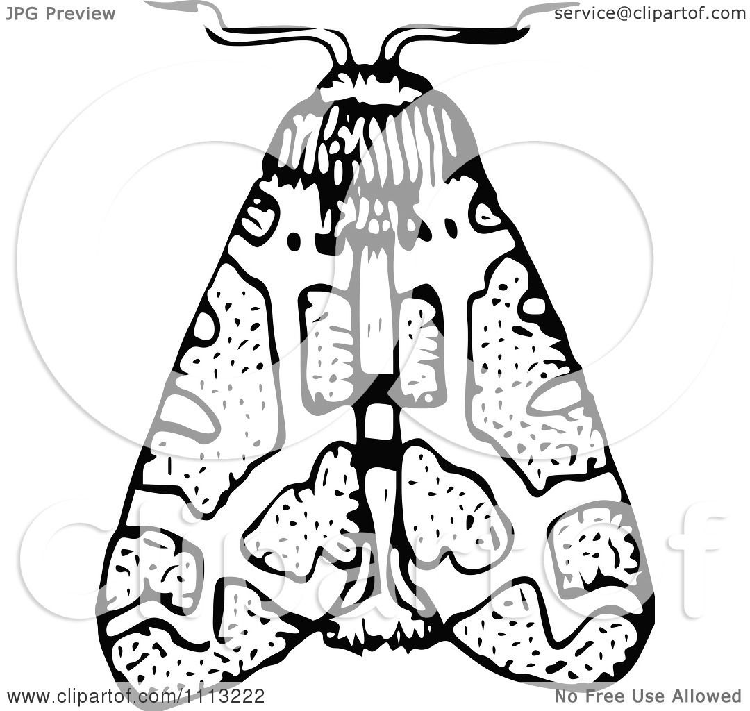 1080x1024 Clipart Vintage Black And White Moth