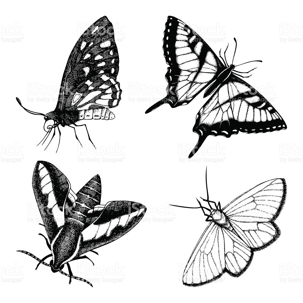 1024x1024 Drawn Moth Vintage