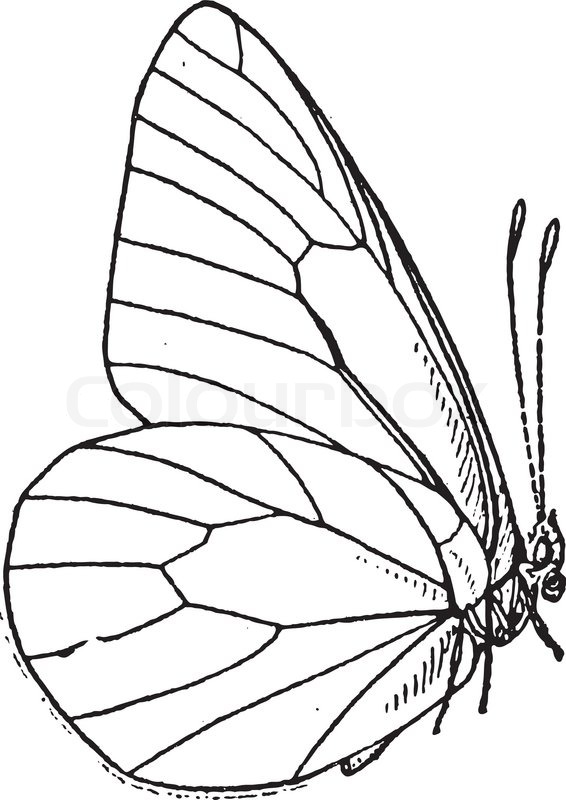 566x800 Lepidopteran Or Lepidoptera, Vintage Engraving Stock Vector