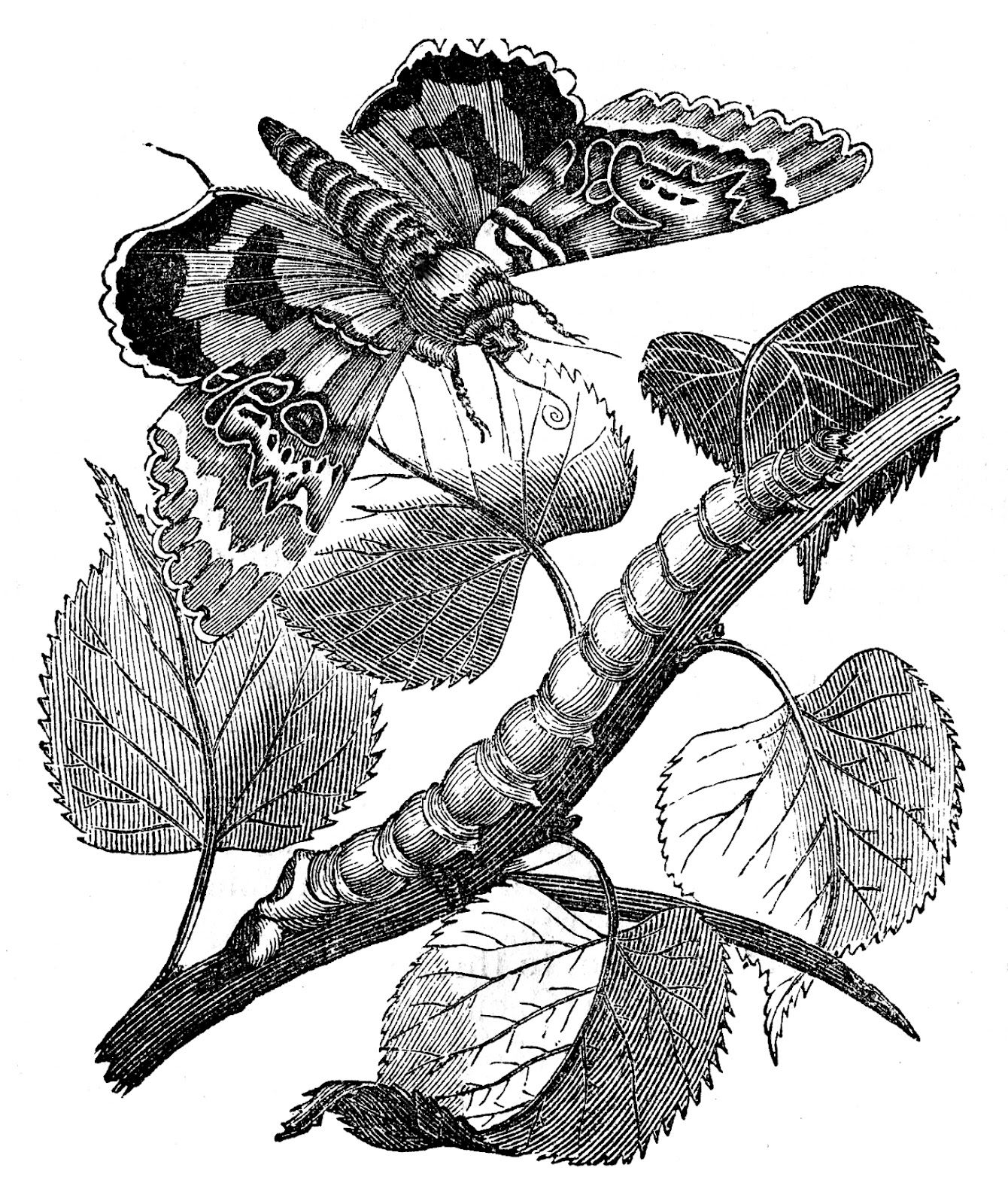 1340x1600 Natural History Image